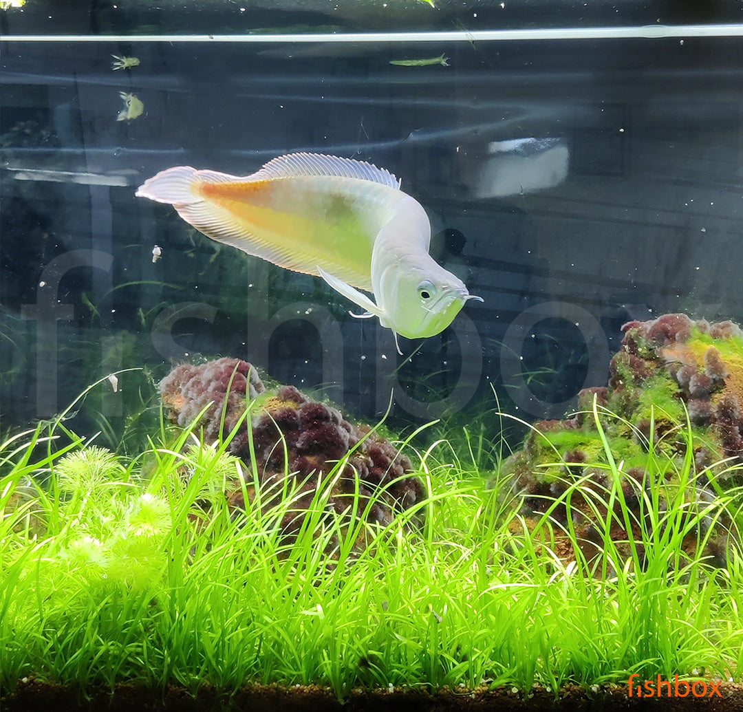 Osteoglossum bicirrhosum / Silver Arowana - fishbox