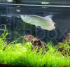 Osteoglossum bicirrhosum / Silver Arowana - fishbox