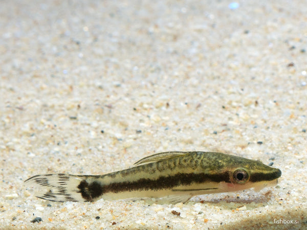 Otocinclus macrospilus (Eigenmann & Allen, 1942) - fishbox