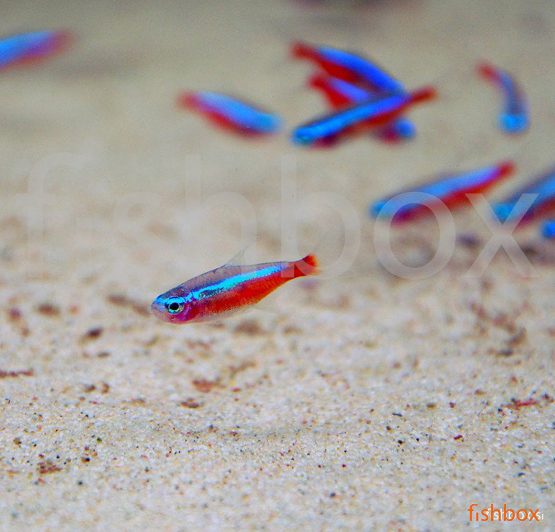 Paracheirodon axelrodi – rdeča neonka - fishbox