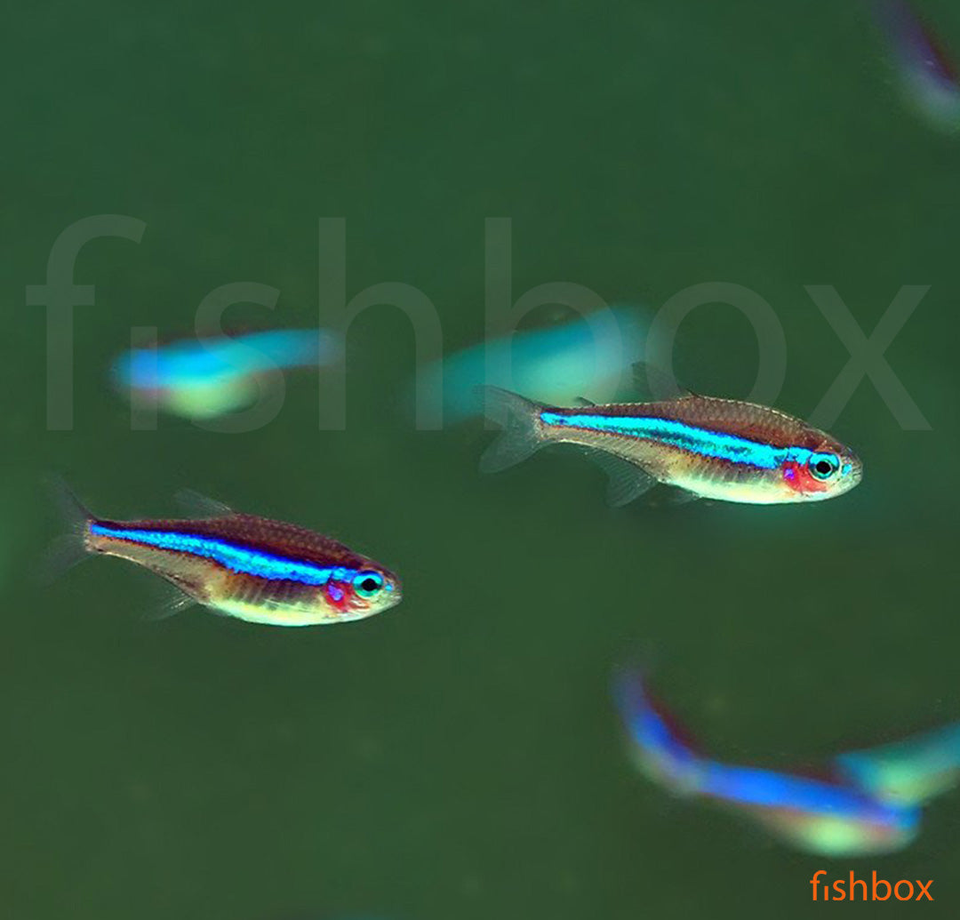 Paracheirodon simulans – zelena neonka / Green Neon Tetra - fishbox