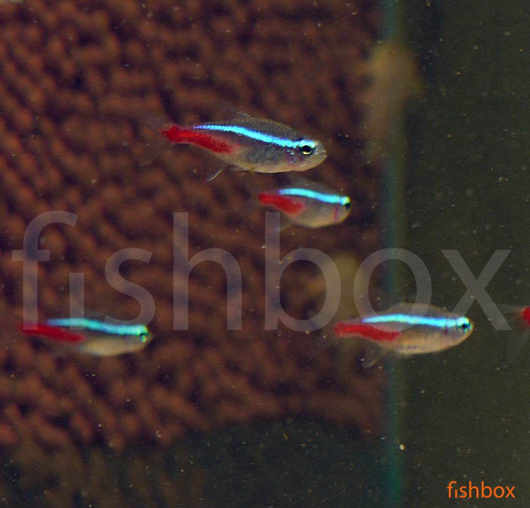 Paracheirodon innesi - fishbox
