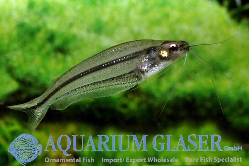 Parailia pellicuda / Glass schilbid - fishbox