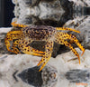 Parathelphusa pantherina / Panther Crab - fishbox