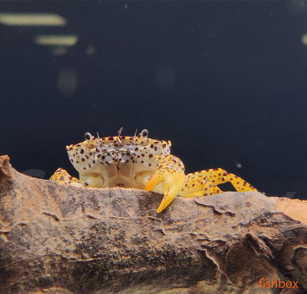 Parathelphusa pantherina / Panther Crab - fishbox