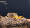 Parathelphusa pantherina / Panther Crab - fishbox