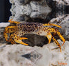 Parathelphusa pantherina / Panther Crab - fishbox