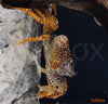 Parathelphusa pantherina / Panther Crab - fishbox