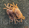 Parathelphusa pantherina / Panther Crab - fishbox