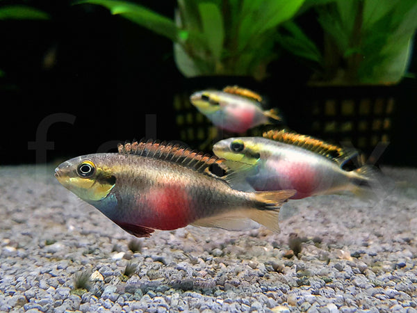 Pelvicachromis pulcher - fishbox