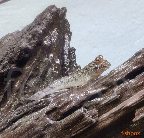 Periophthalmus barbarus / Atlantic Mudskipper - fishbox