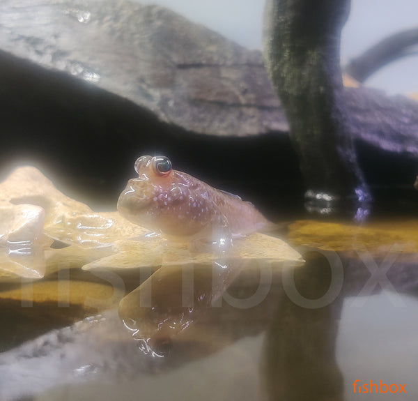 Periophthalmus barbarus / Atlantic Mudskipper - fishbox