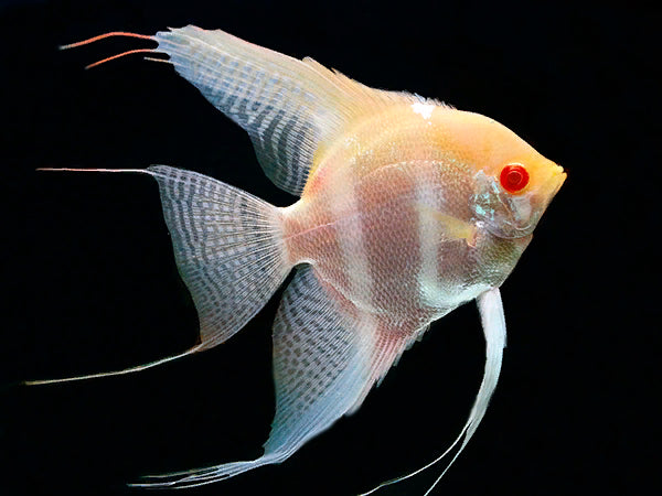 Scalare RED BACK  ALBINO