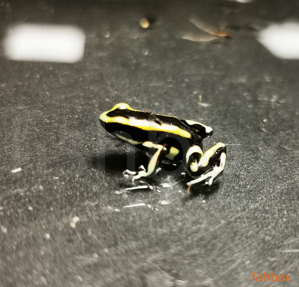 Phyllobates lugubris / Lovely poison frog - fishbox