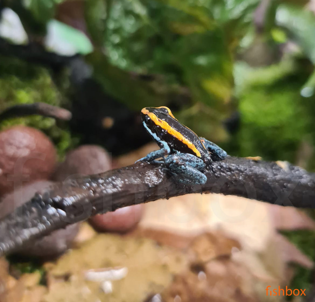 Phyllobates vittatus / Golfodulcean poison frog - fishbox