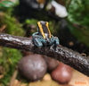 Phyllobates vittatus / Golfodulcean poison frog - fishbox