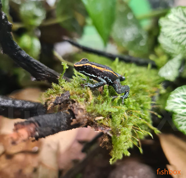 Phyllobates vittatus / Golfodulcean poison frog - fishbox