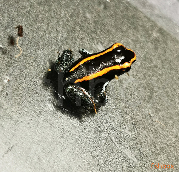 Phyllobates vittatus / Golfodulcean poison frog - fishbox