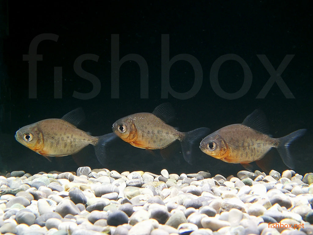 Piaractus brachypomus - fishbox