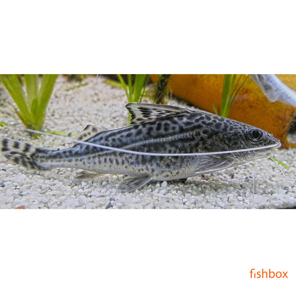 Pimelodus pictus - pikasti som nitkar / Pictus Cat - fishbox