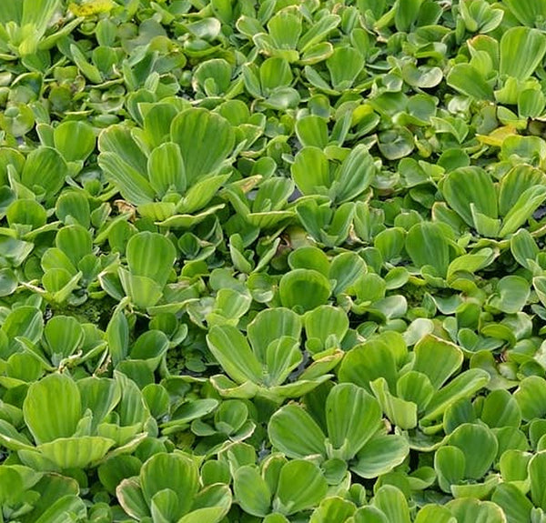 Pistia stratiotes - vodna solata