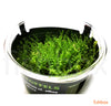 Plagiomnium cf. affine 'Pearl Moss' in-vitro - fishbox