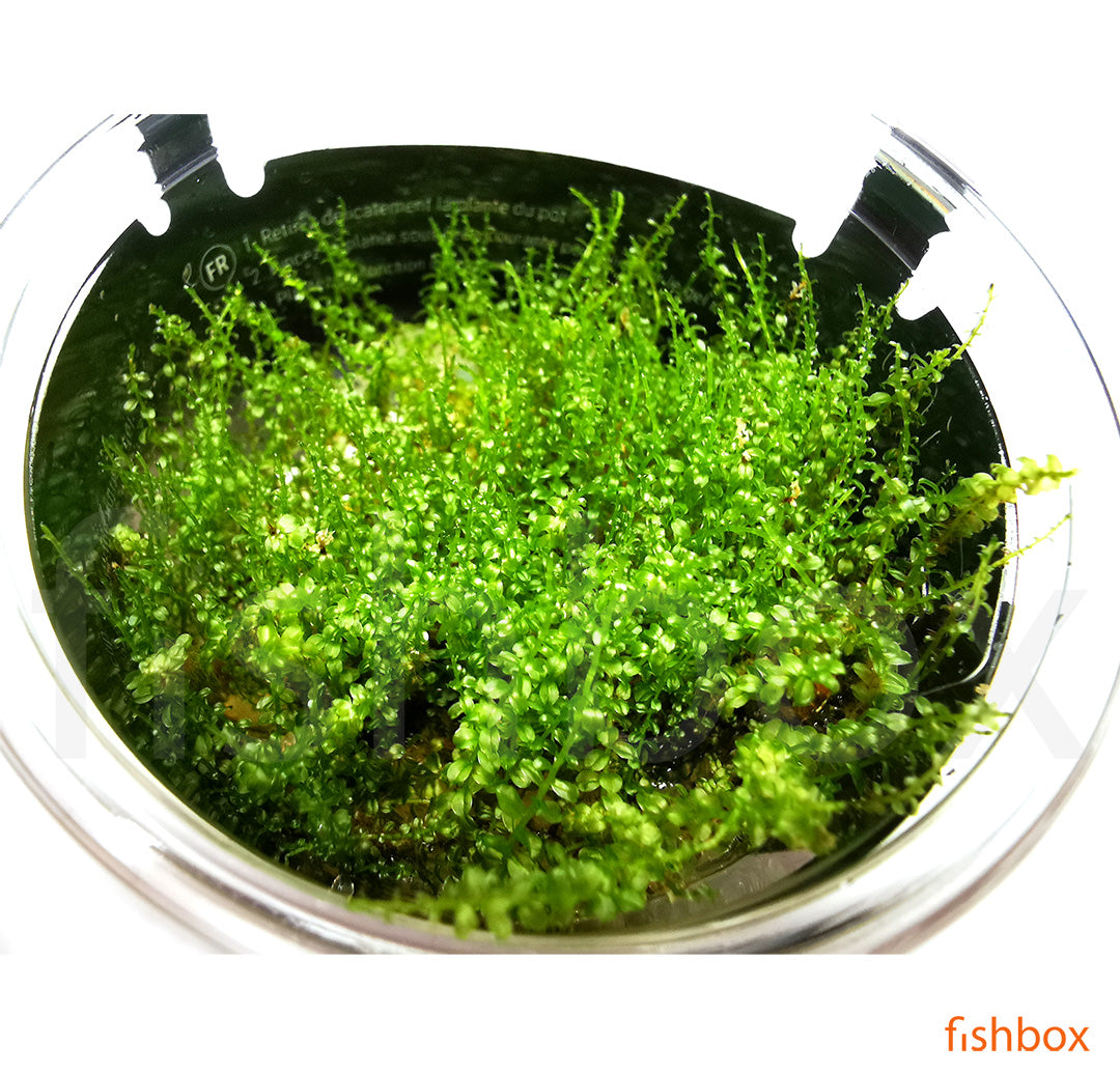 Plagiomnium cf. affine 'Pearl Moss' in-vitro - fishbox