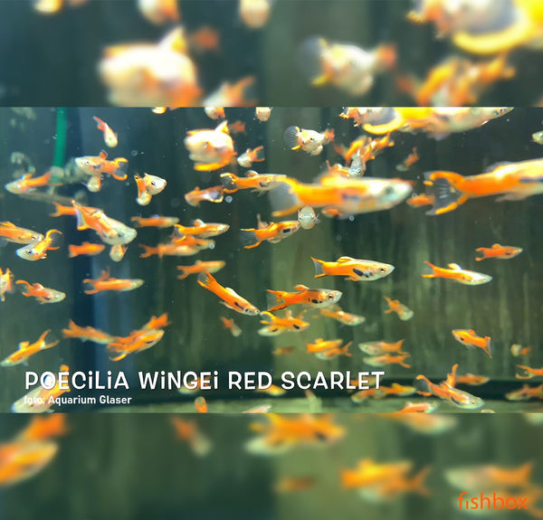 Poecilia wingei - gupi / Guppy Endler RED SCARLET - fishbox