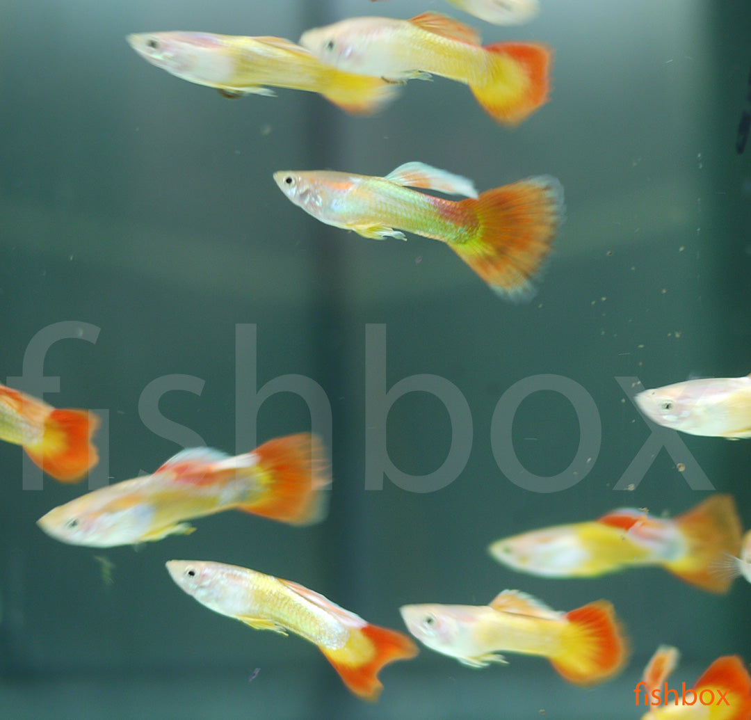 Poecilia reticulata - gupi / Guppy - fishbox