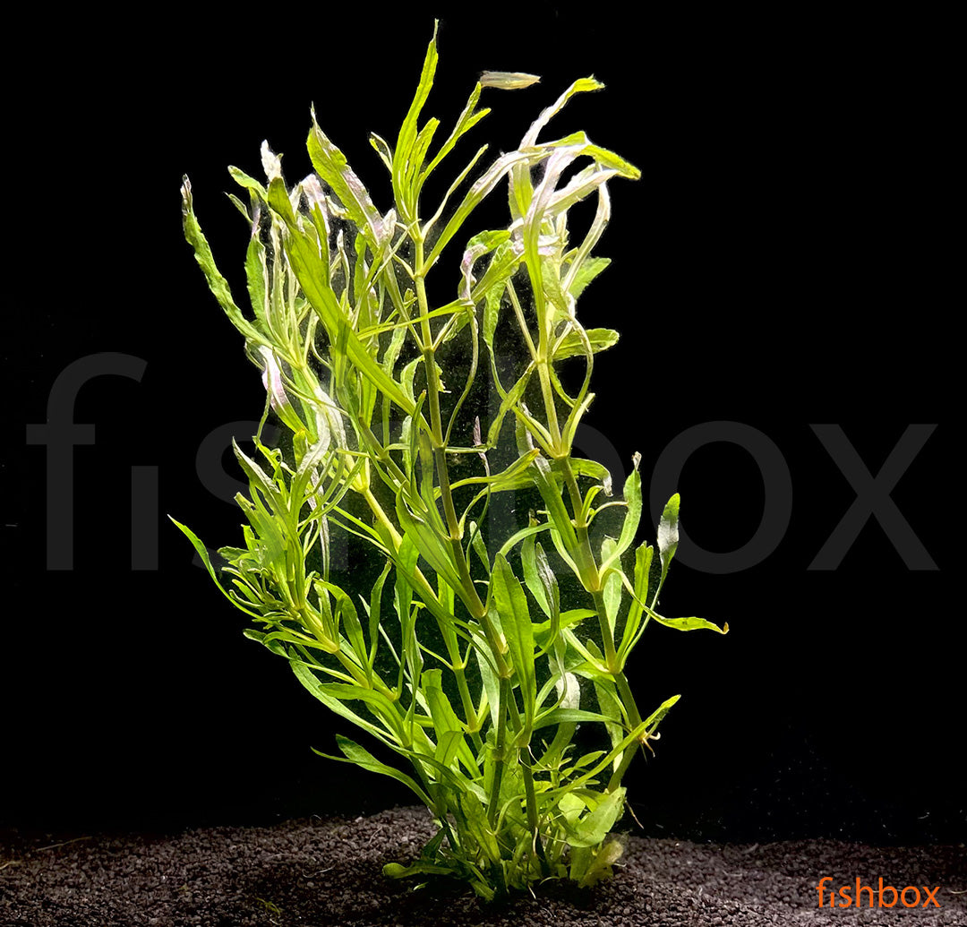 Pogostemon quadrifolius - fishbox