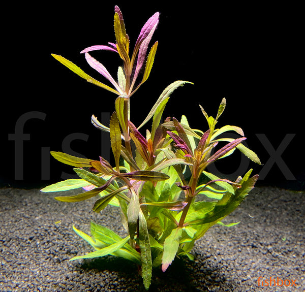 Pogostemon stellatus ´Broad Leaf´ - fishbox