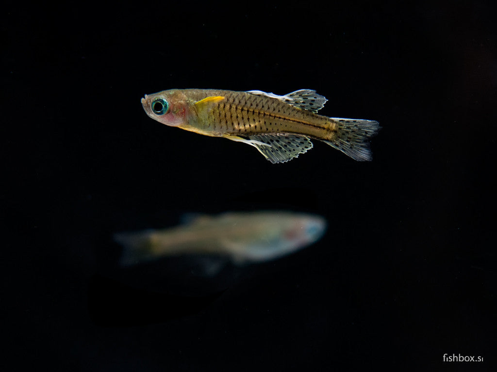 Pseudomugil gertrudae - fishbox