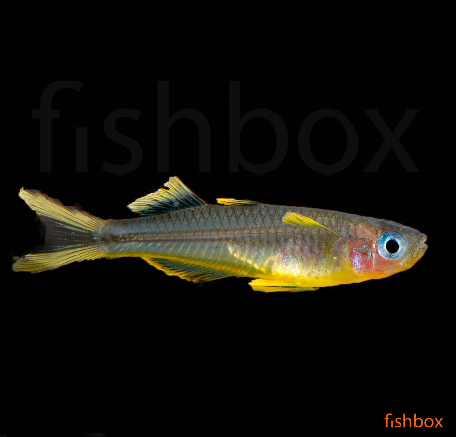 Pseudomugil furcatus - rumenoplavuta novogvinejska modroočka / Forktail Blue-eye - fishbox