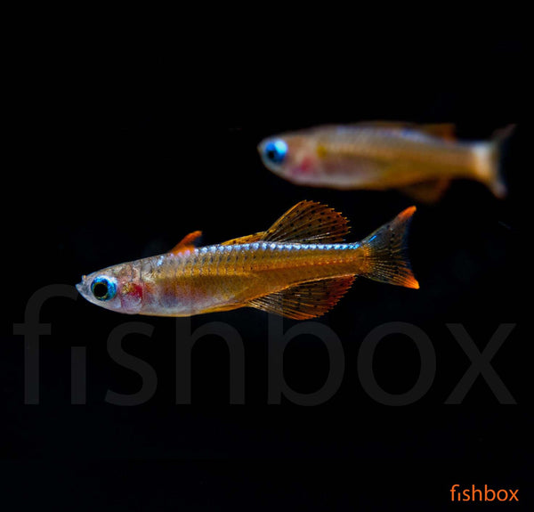 Pseudomugil paskai - Pseudomugil luminatus - fishbox