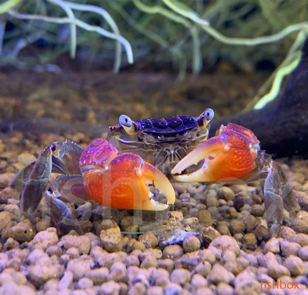 Pseudosesarma moeshi / The Red Mangrove Crab -fishbox
