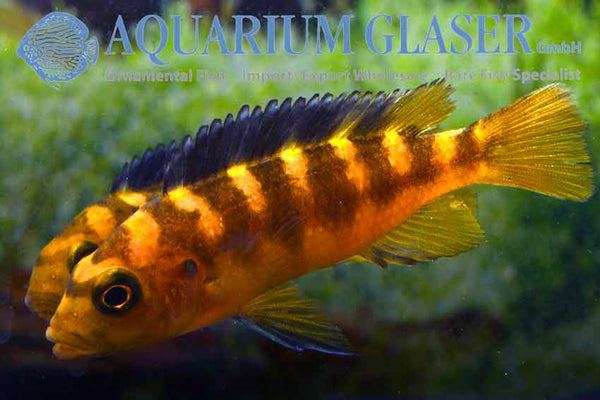 Pseudotropheus crabro / Bumblebee Cichlid - fishbox
