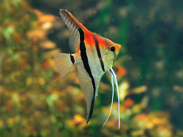 Pterophyllum scalare Manacapuru g.br.