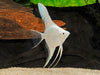 Pterophyllum scalare - skalarka / angelfish