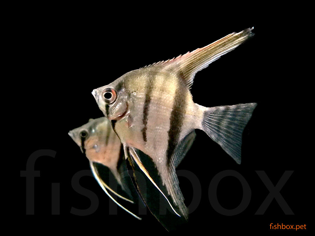 Pterophyllum scalare - fishbox