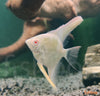 Pterophyllum scalare - skalarka / angelfish