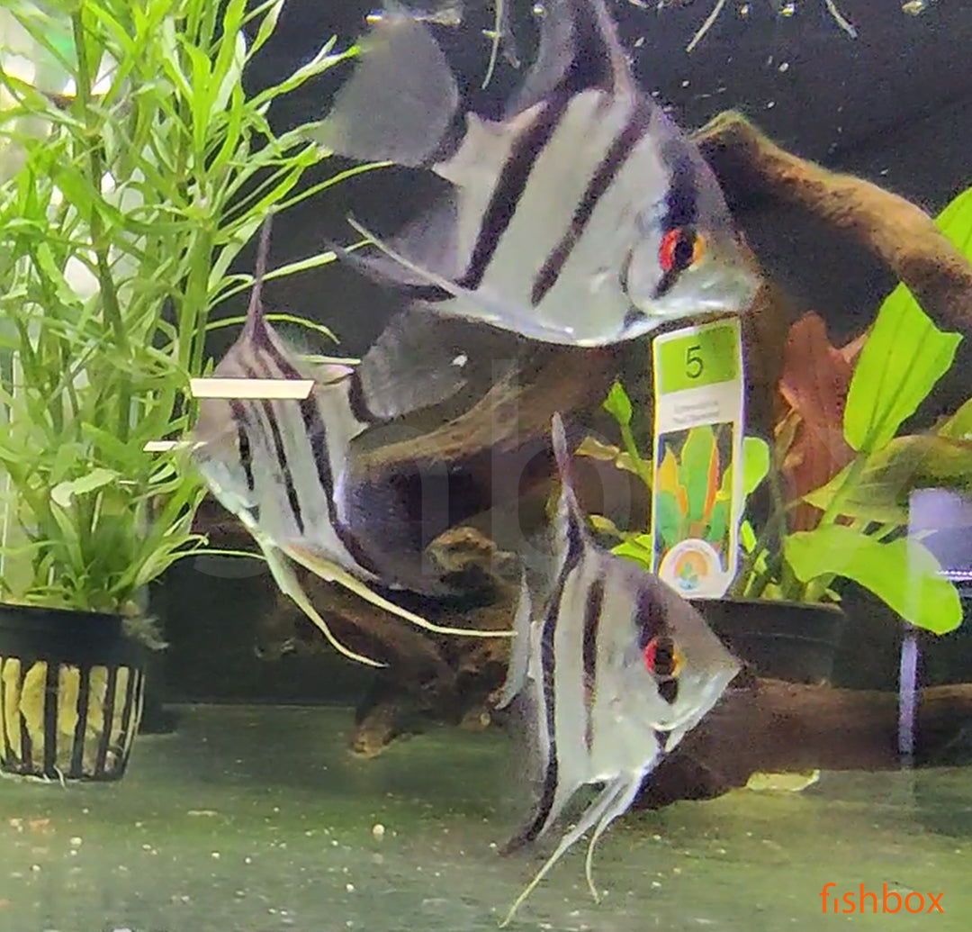 Pterophyllum scalare PERUENSIS - fishbox