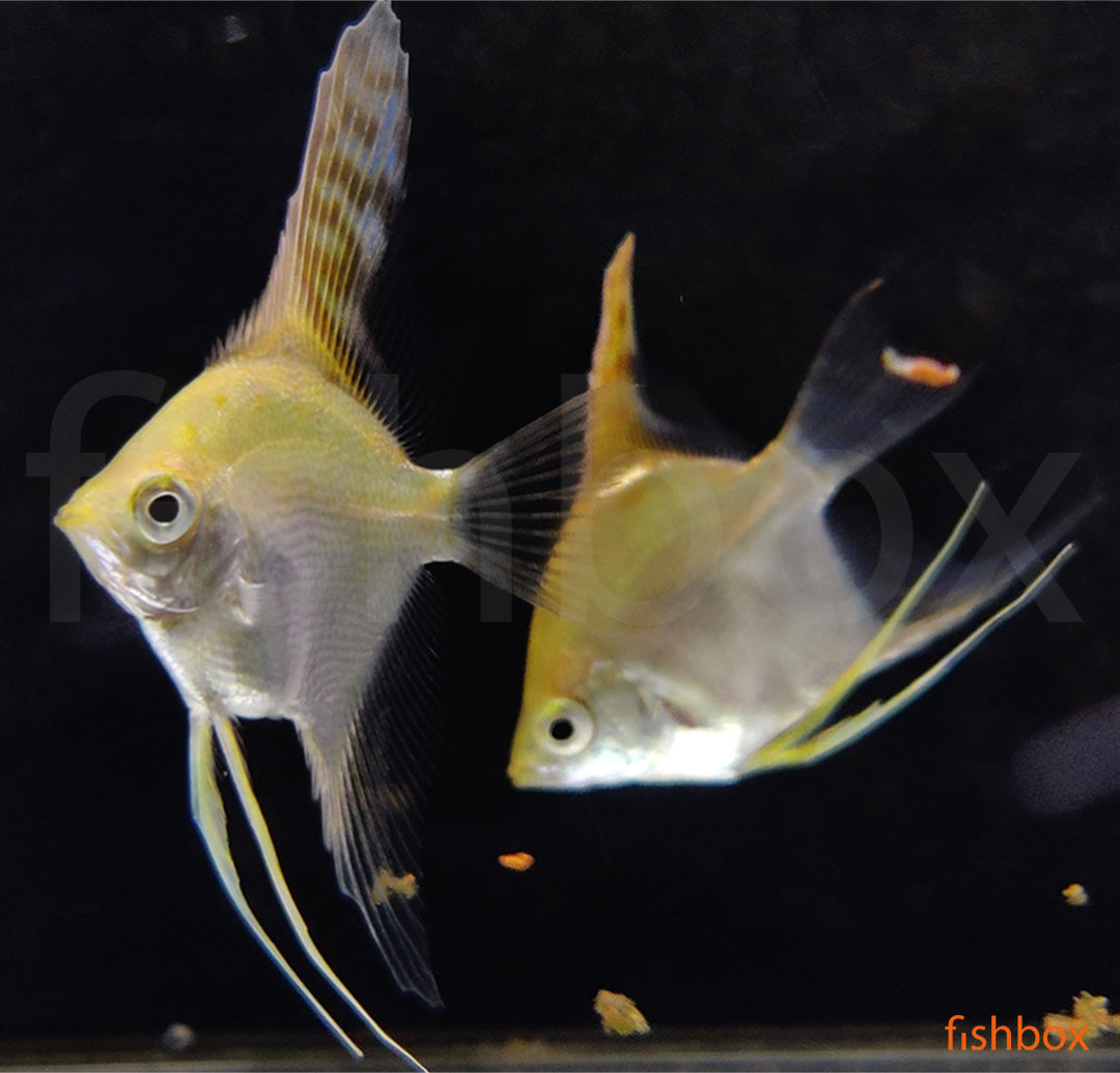 Pterophyllum scalare GOLD - fishbox