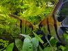 Pterophyllum scalare - fishbox