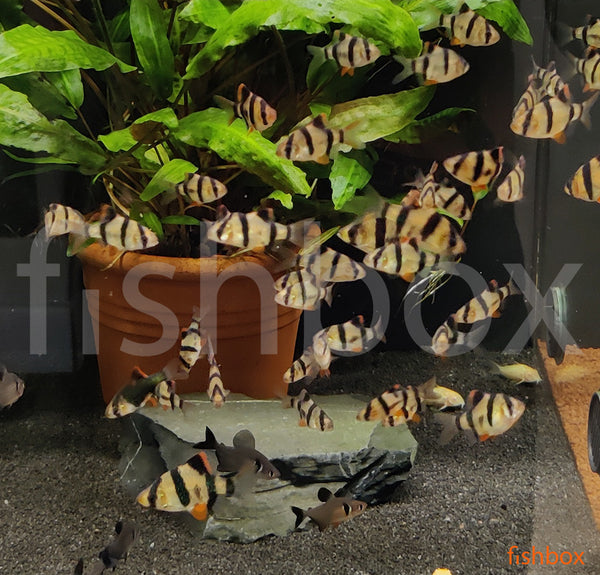 Puntigrus tetrazona, sumatranka - fishbox