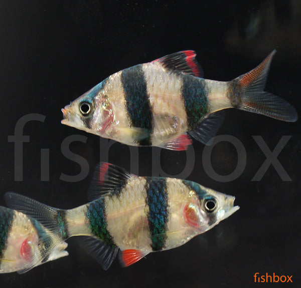 Puntigrus tetrazona, sumatranka - fishbox