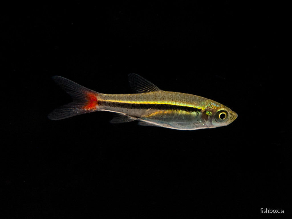 Rasbora borapetensis - fishbox