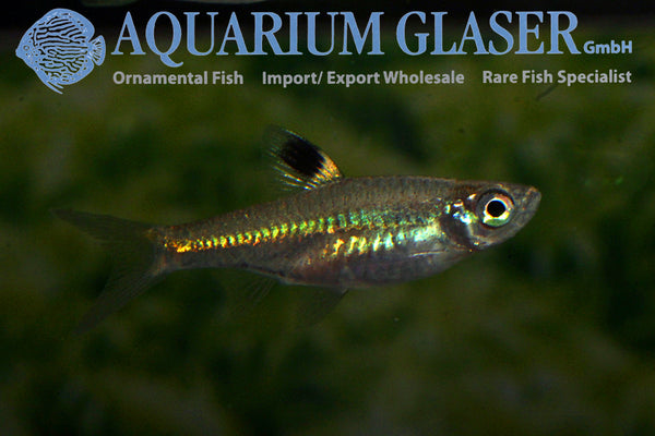 Rasbora dorsiocellata / Eyespot rasbora - fishbox