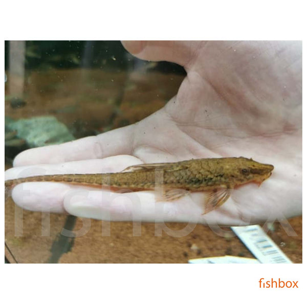 Rineloricaria parva - fishbox