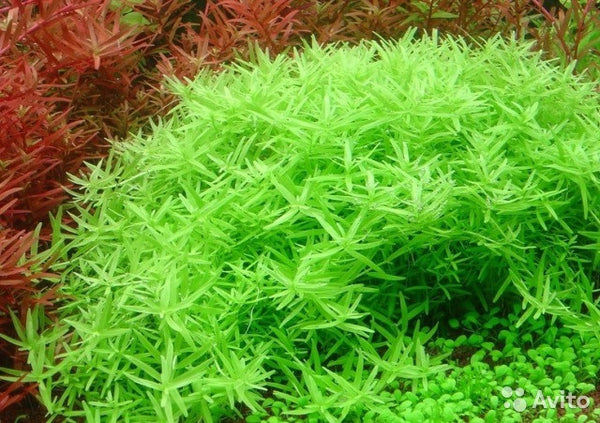 Rotala spec. green - fishbox