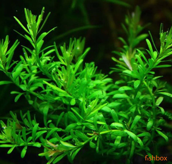 Rotala boschii